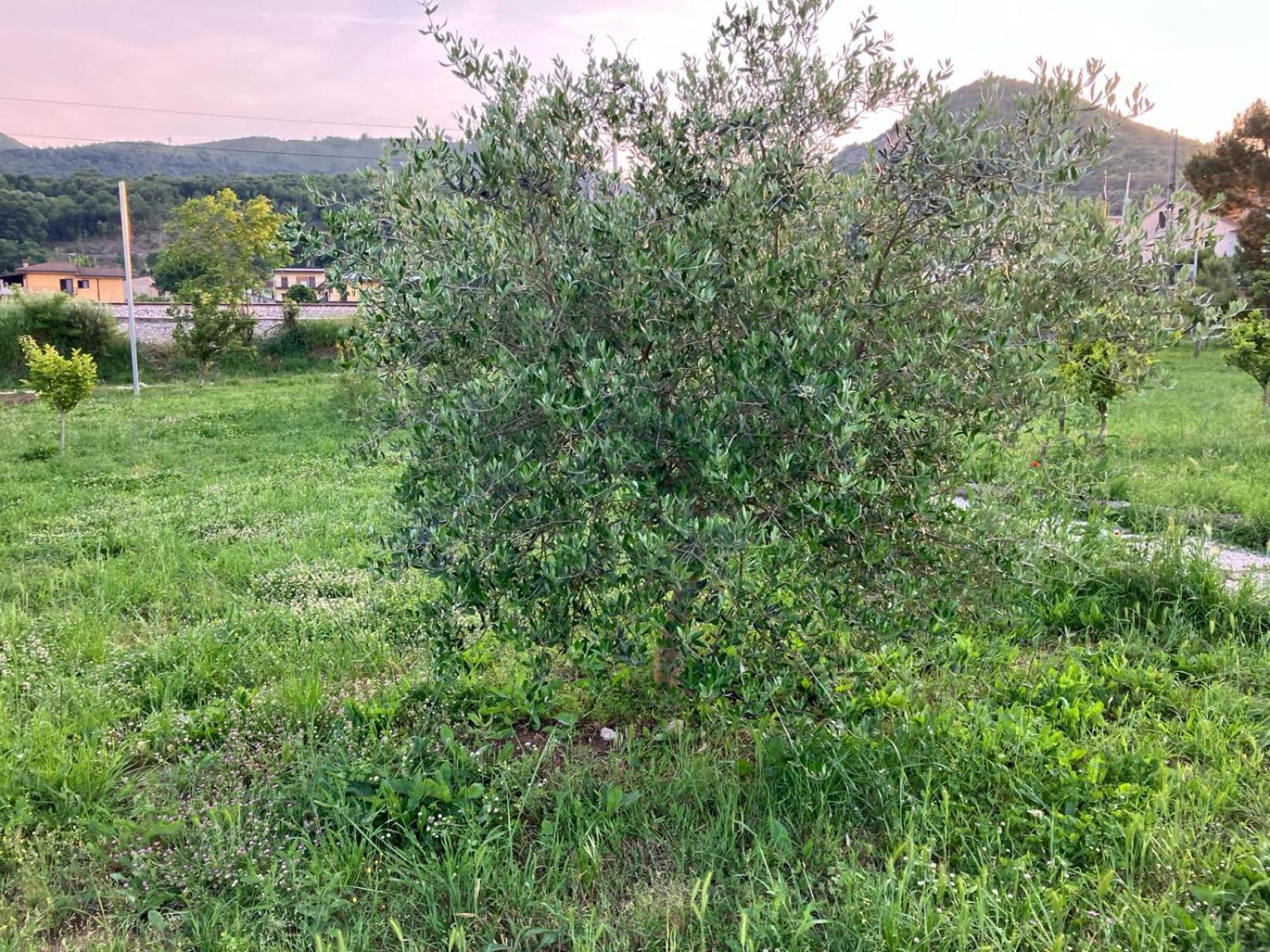 Villa L' Alcova Del Conte Dragoni  Esterno foto